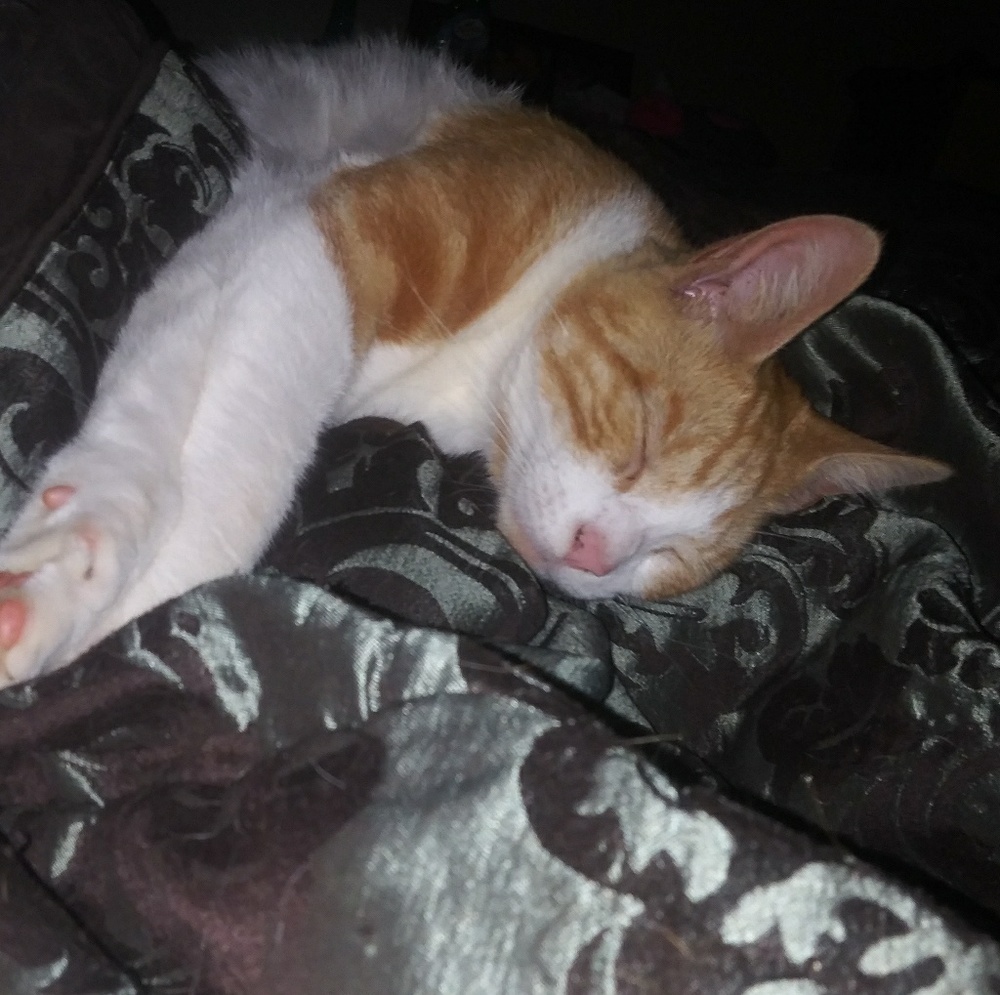 Meet your Posher, Leslie